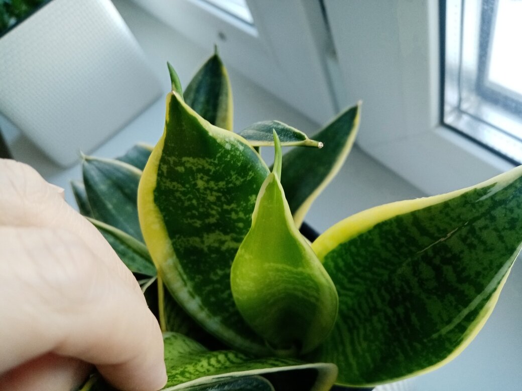 Вот совсем нехороший, не нравится. Что-то тут нечисто. Прямо по Булгакову с его "нехорошей" квартирой. Фото автора.