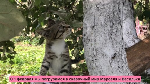 Марсик и Вася скоро попадут в сказку😁