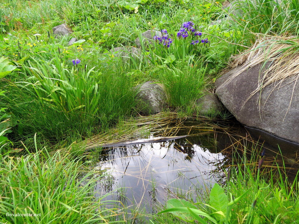 Живописный водоемчик с головастиками.