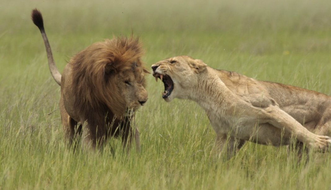 Удивительные кадры сняты в национальном парке