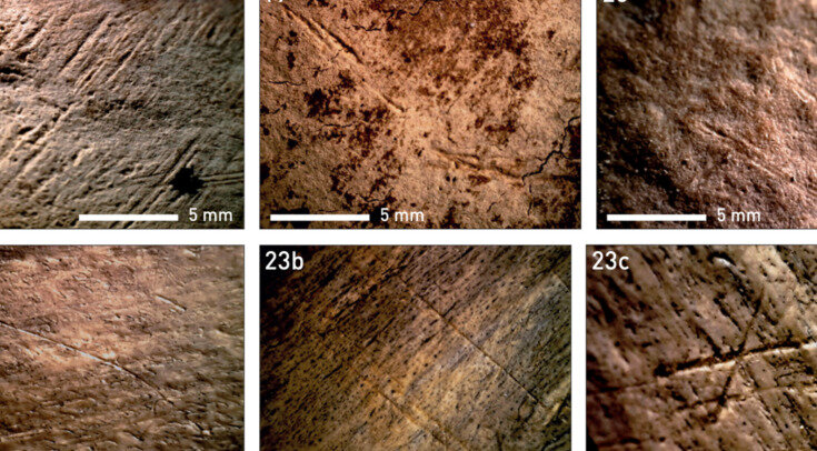   Sabine Gaudzinski-Windheuser et al. / Science Advances, 2023