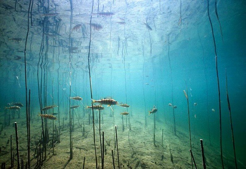 Жизнь под водой фото