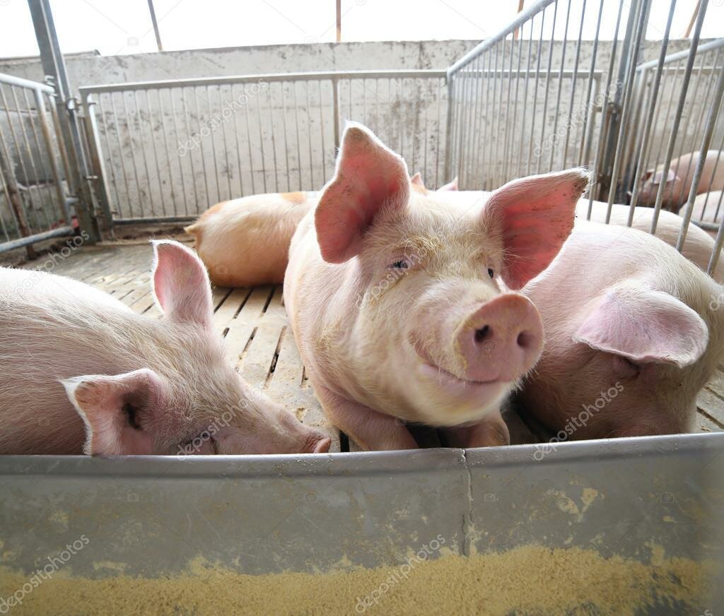 Дорогие читатели нашего канала, в наших публикациях мы говорили о том, что можно отказаться от мясокостной муки в корме для животных, в пользу переработанных биоотходов.-3