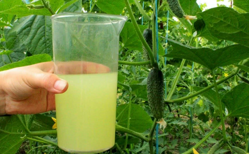 Фотография взята из источника agroopt-market.ru