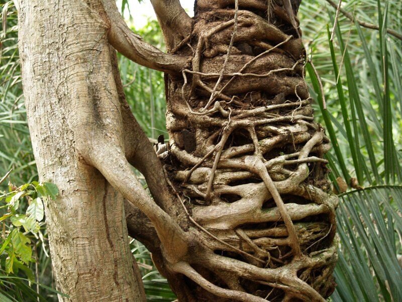 Фикус-душитель (слева) и его жертва. Источник фото: Яндекс.