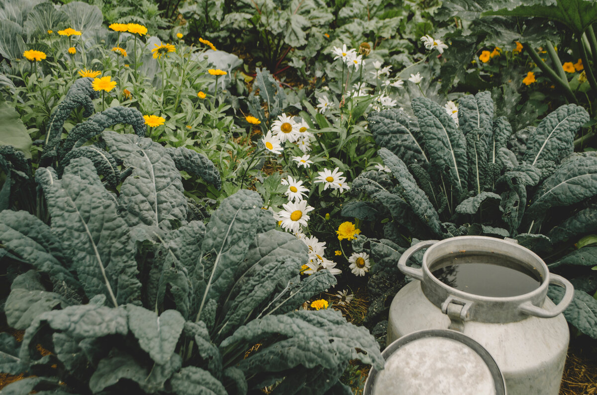 На фото капуста Кале, нивяник, календула лекарственная 