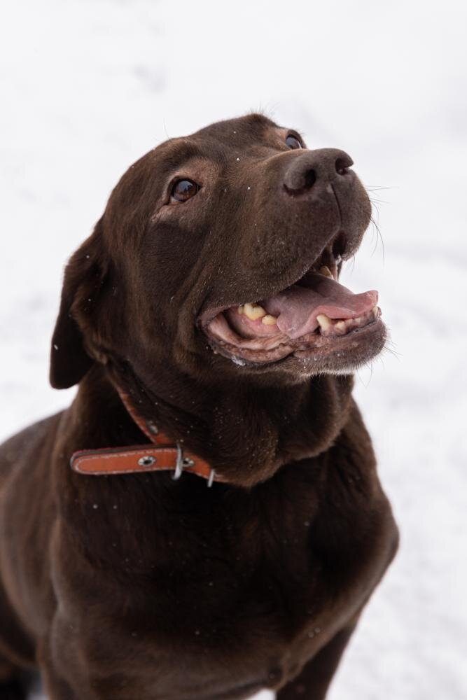 Вот такая красотка ищет дом. Она небольшая. Я её видела один раз. Очень сообразительные барышня. Вдруг кому-то девочка западет в душу? 