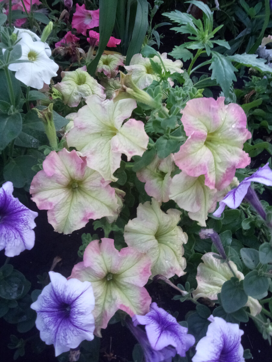 Из петунии... Фотография Цветы вокруг нас