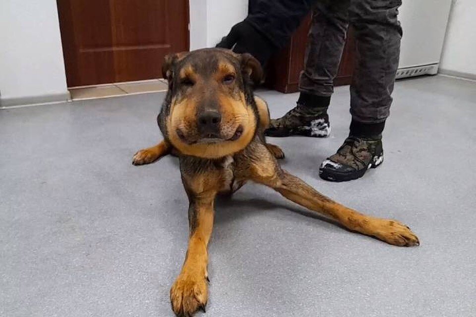     У собаки сильный отёк. Фото: Лара Саплина.