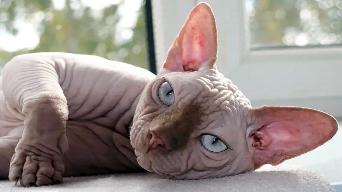 источник фото: thepaws.net