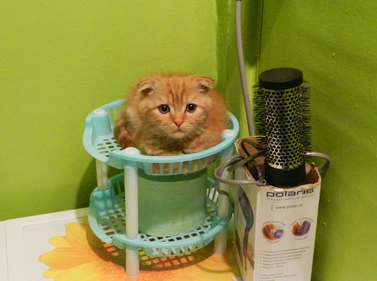 Котёнок Бася в первый день дома на своей любимой подставке.  Фото из архива автора, остальные взяты из открытых источников.