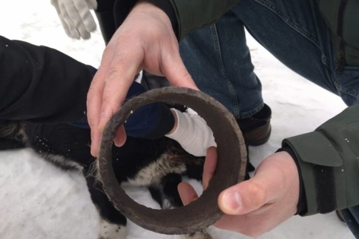    В Твери спасли собаку, у которой на шею была надета труба