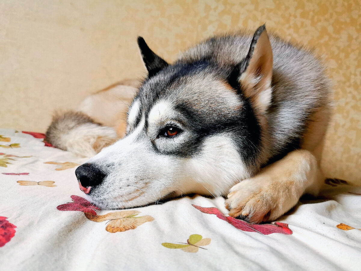 Правда ли, что собаки дальтоники? | Хаски Ричард и его стая | Дзен