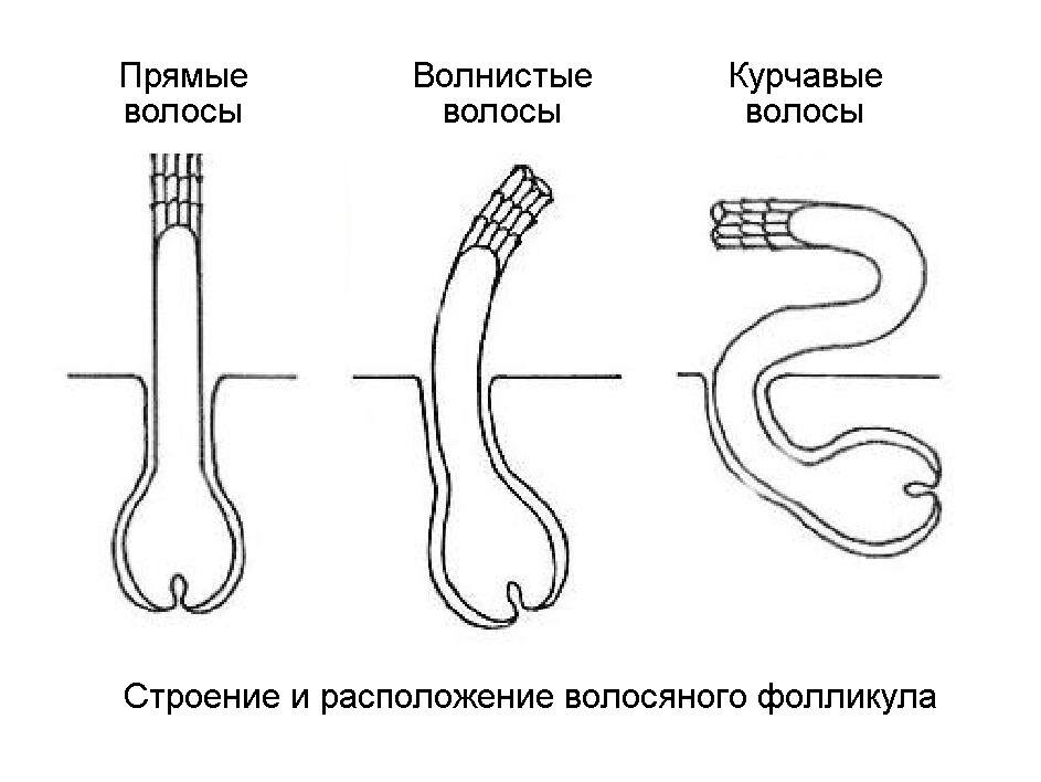 У меня после родов начали виться волосы, почему???