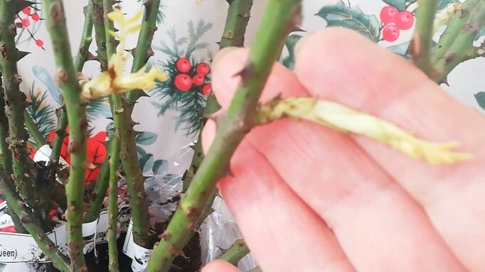 Начался рост побегов