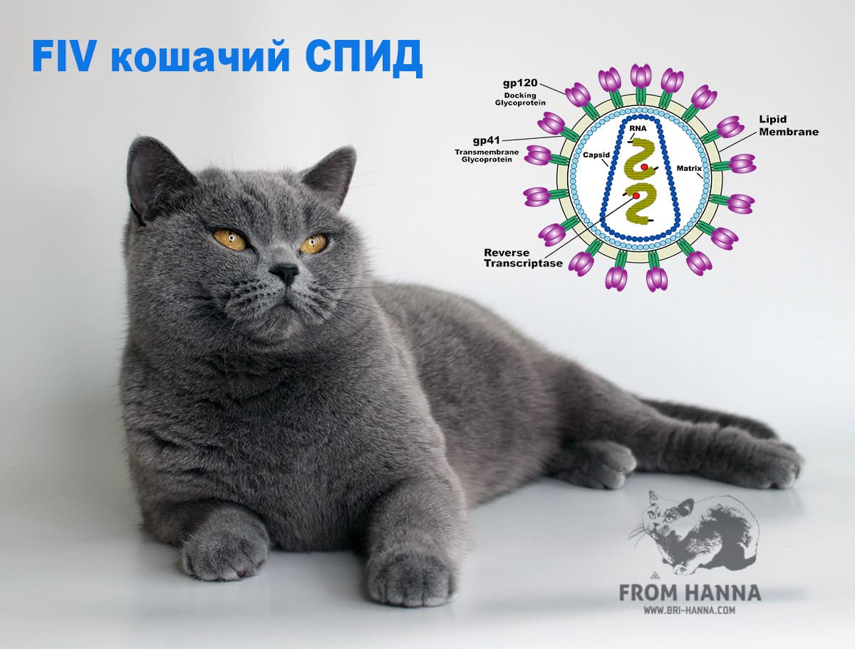 Кошачий иммунодефицит. Кошачий вич