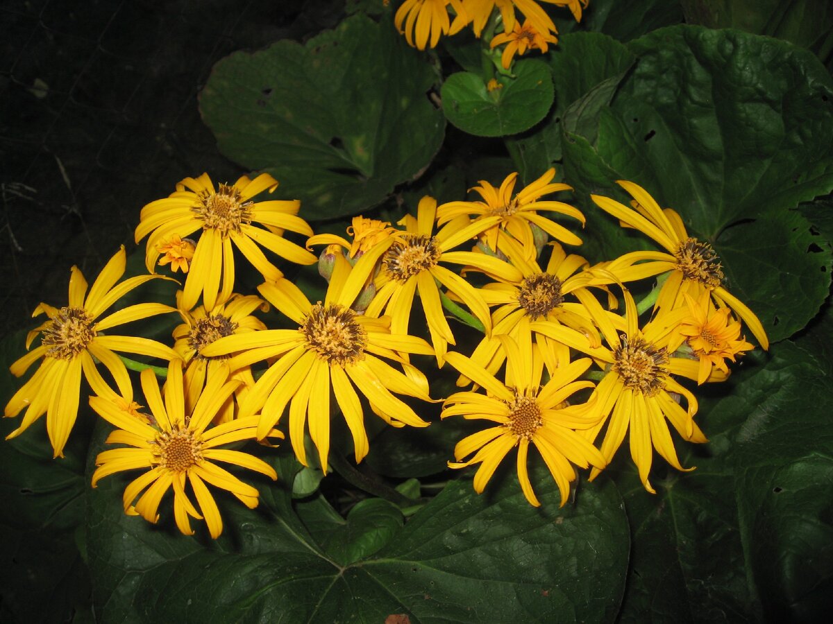 Бузульник зубчатый (Ligularia dentata)
