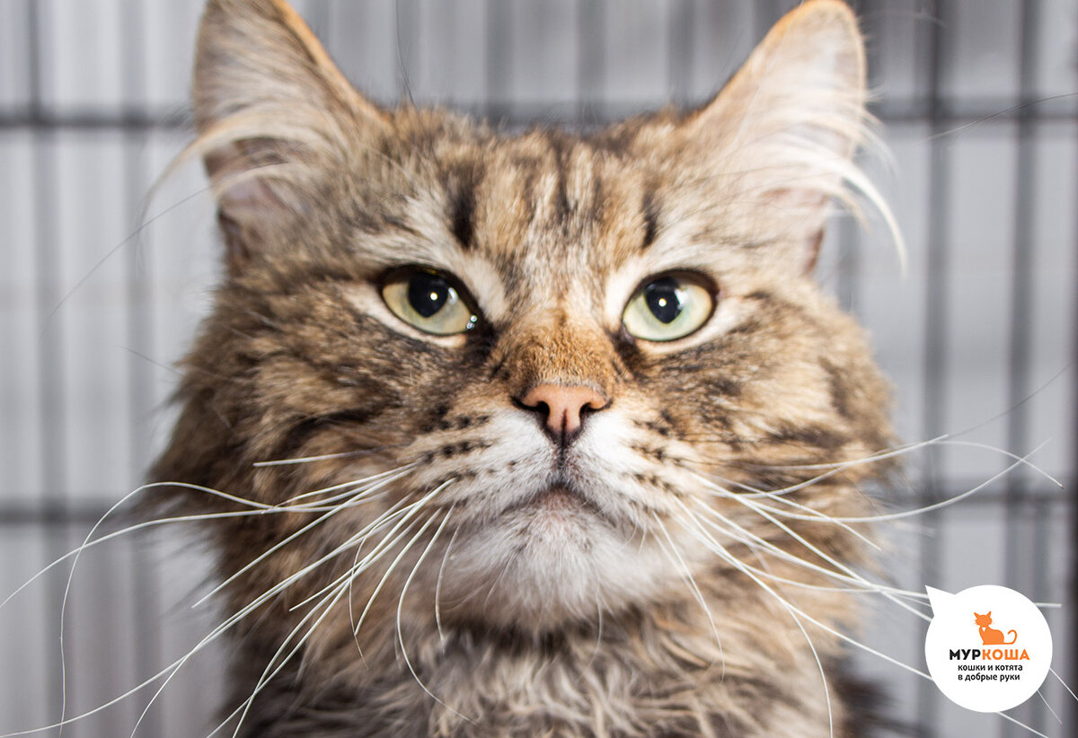 Мастер, 3 года.