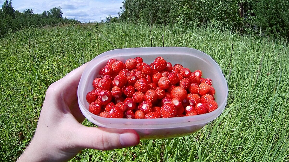 Настоящая клубника как выглядит