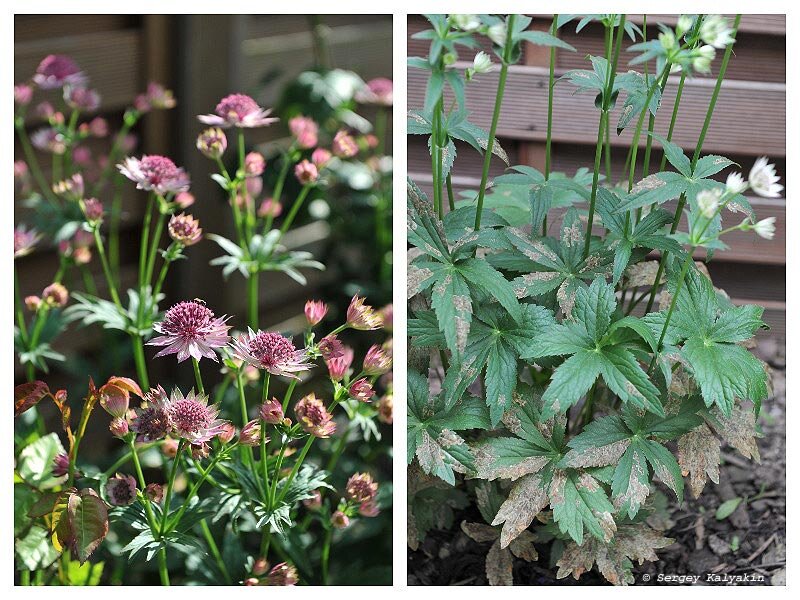 Астранция Astrantia Major rubra