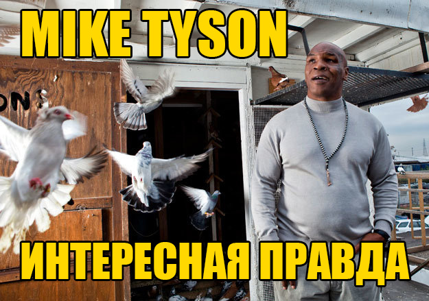 Боксер прославился жестокостью на ринге, мало кто знает о его любви к голубям.
В школе Тайсона дразнили за шепелявость, полноту и высокий голос. Голуби заменили ему весь мир .