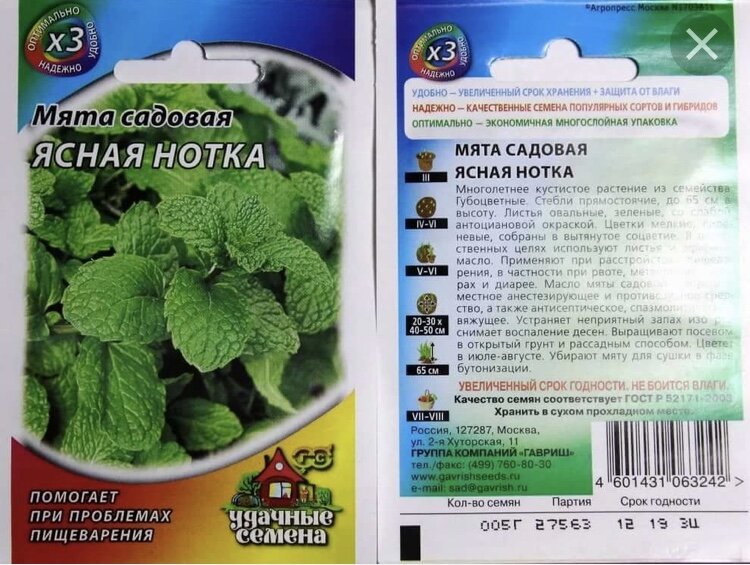 Сажала этот сорт мяты