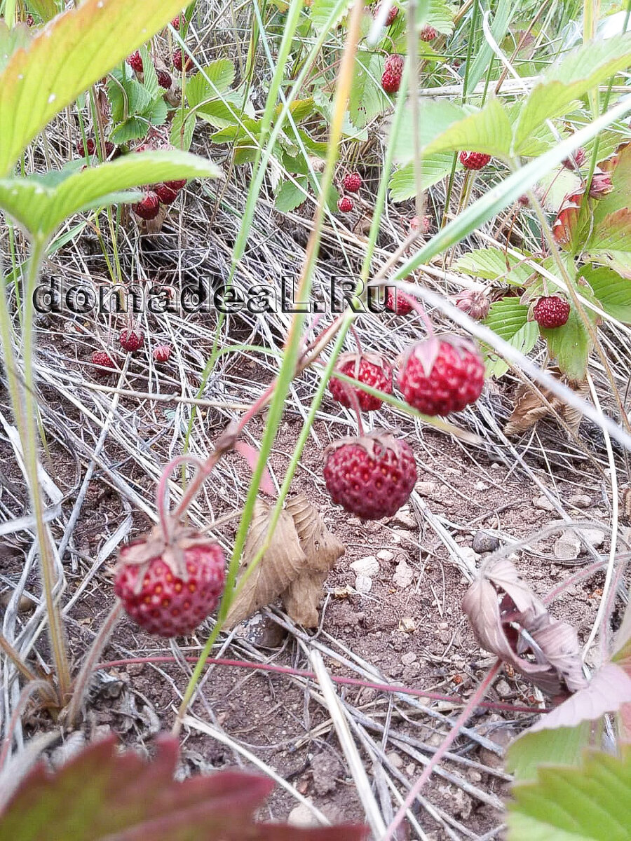 Полевая клубника сезон