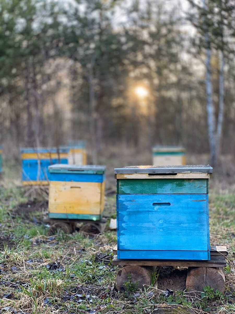 Моя пасека в экопоселения Славное.