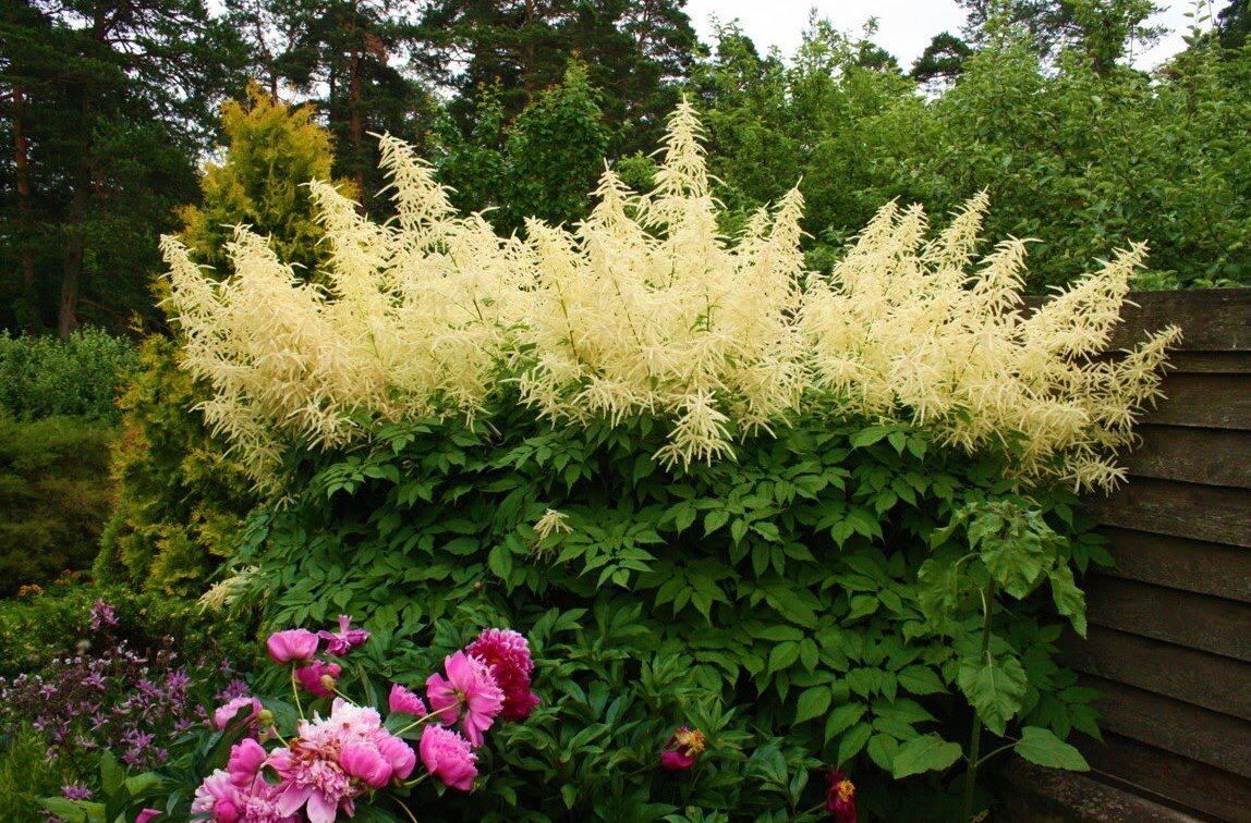 Волжанка двудомная (Aruncus dioicus)