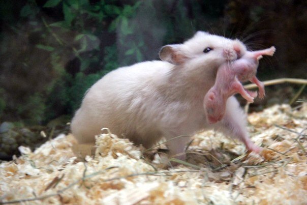 Хомячиха тащит хомячка