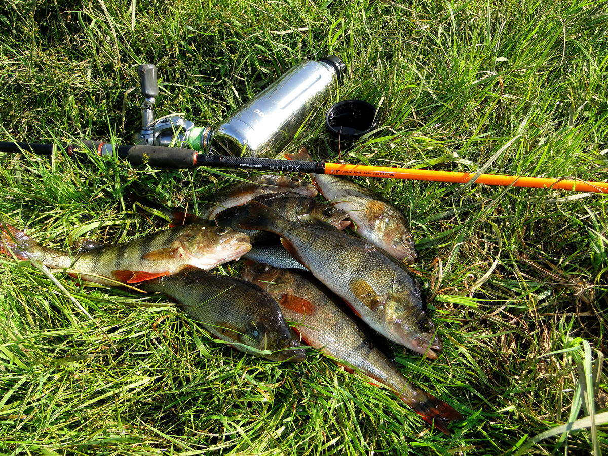 На хорошей найденной точке, поклевки одна за одной...