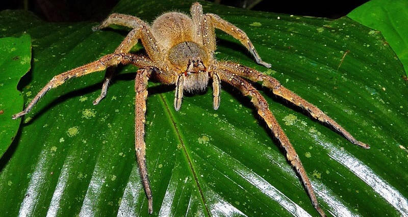 Одна из разновидностей