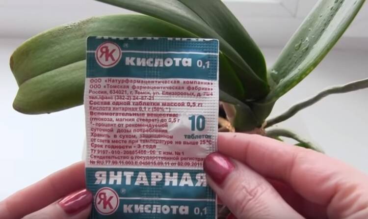 Источник фото: komnatniecveti.ru