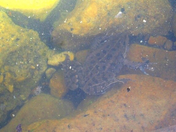 Жаба в нашем пруду (фото автора)