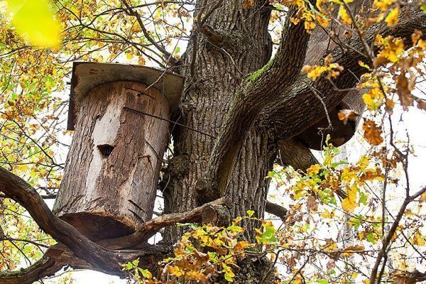 Фото с сайта 7lestnic.com