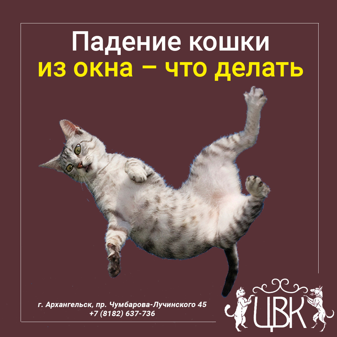 Падение кошки из окна – что делать
