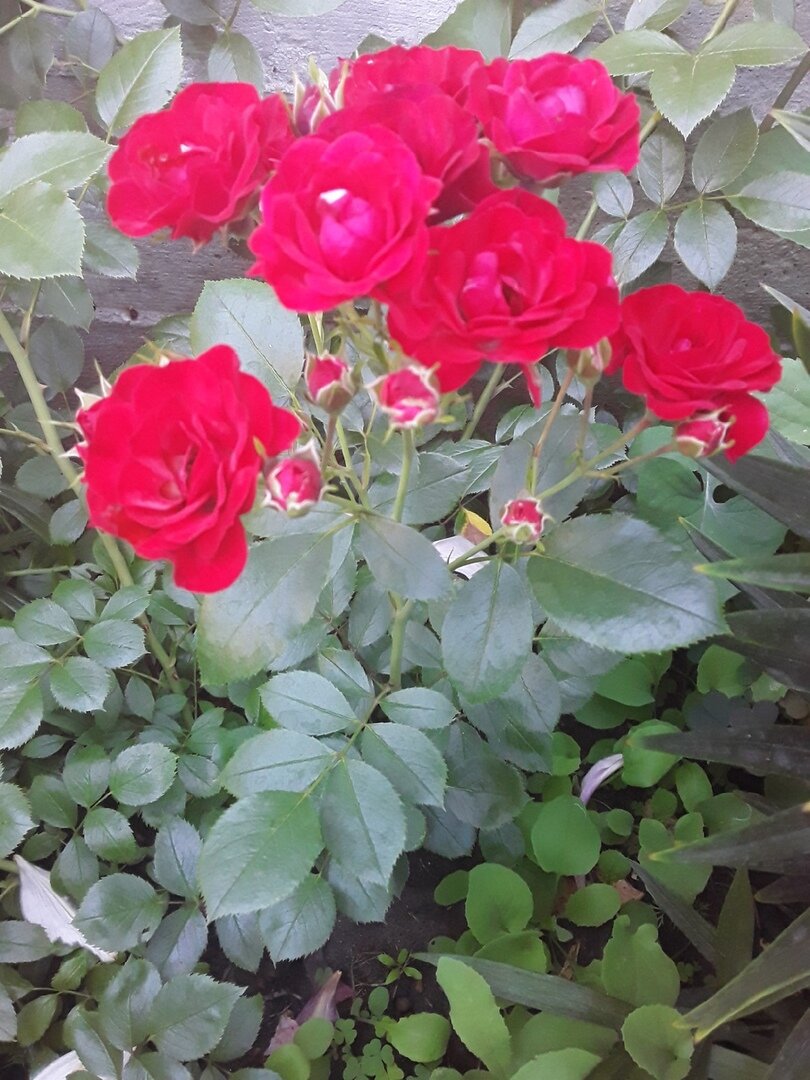 Scarlet Meillandecor 