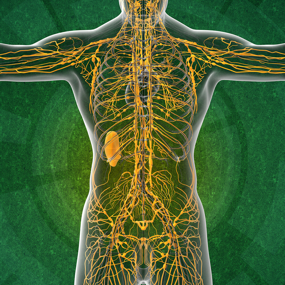 Лимфодренажная система. Лимфа система человека. Лимфатическая система человека 3 д. Лимфатическая система человека 3д атлас. Лимфа человека анатомия.