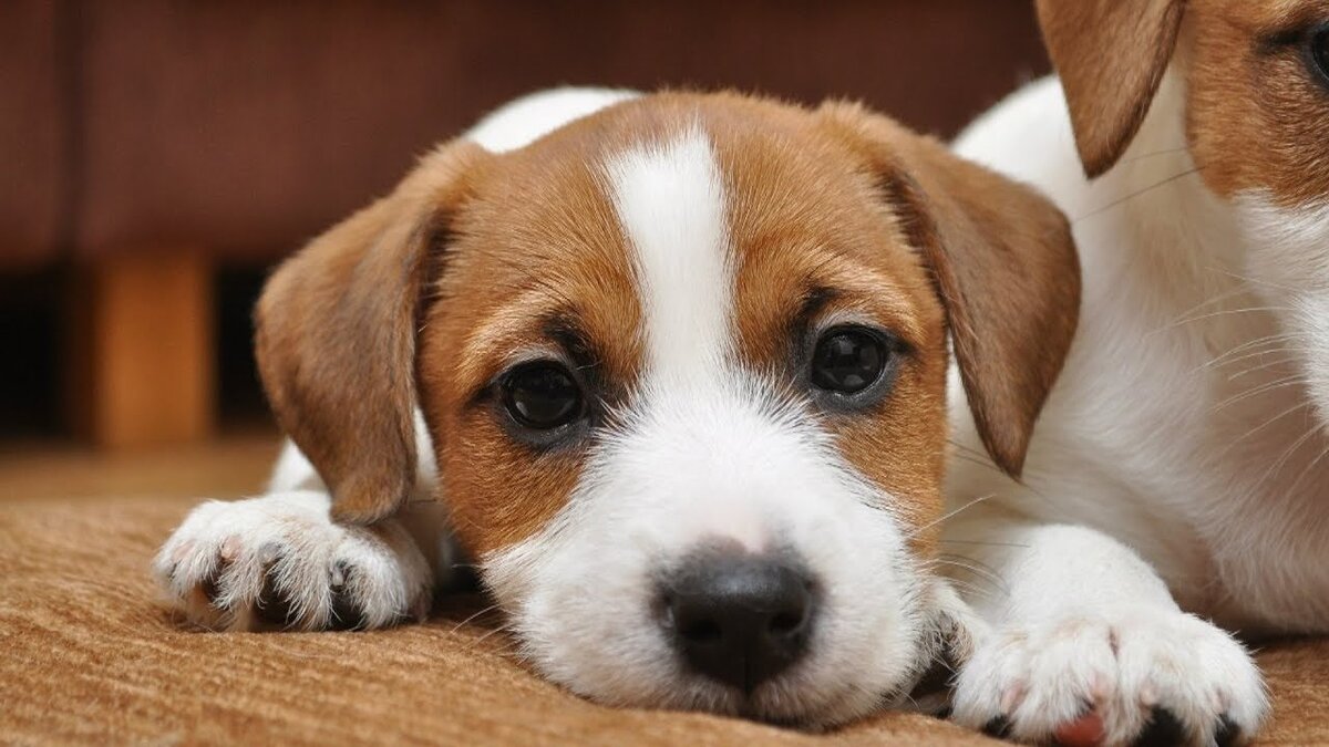 Щенок джека рассела