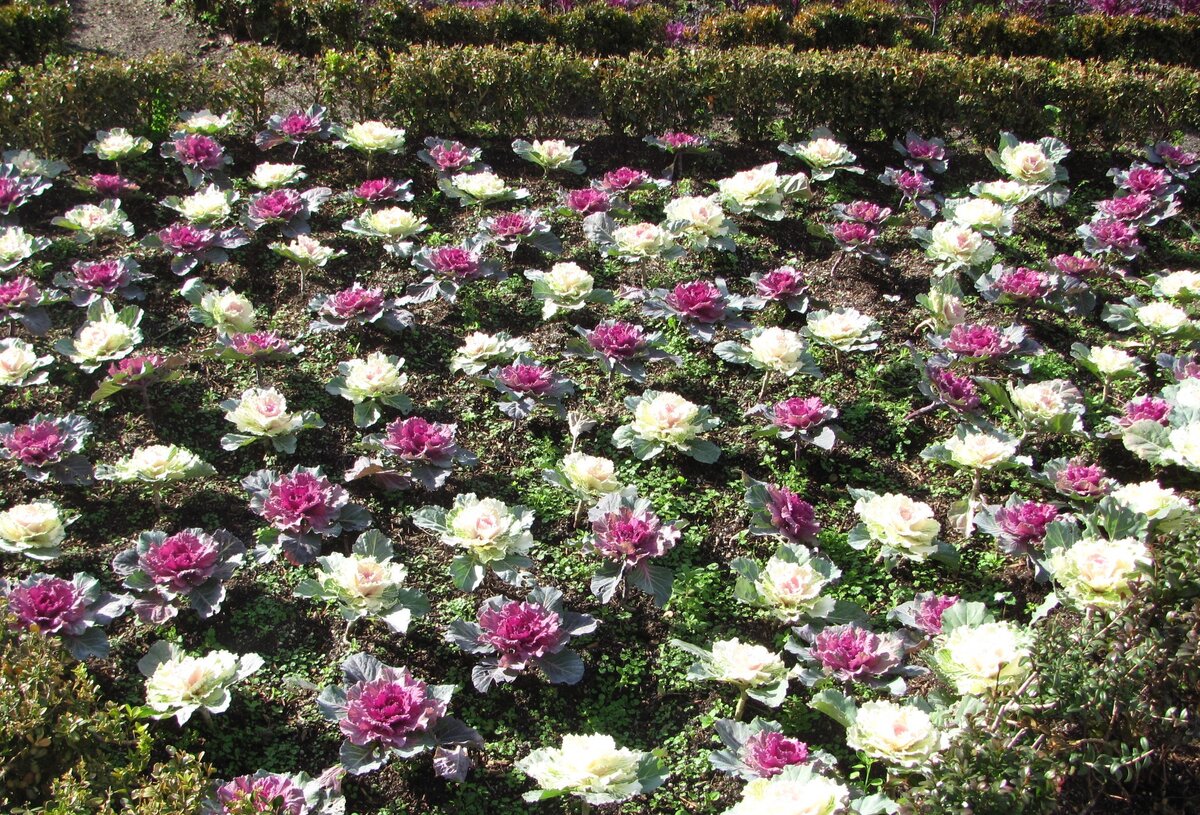 Мадрид. Декоративная капуста. Январь