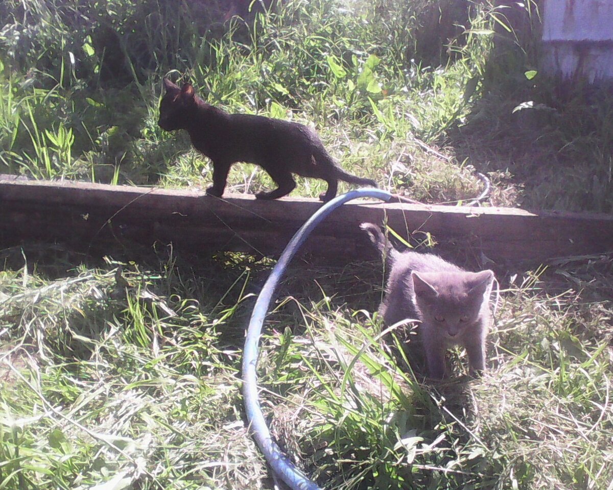 Осваиваем участок. Фото моё.