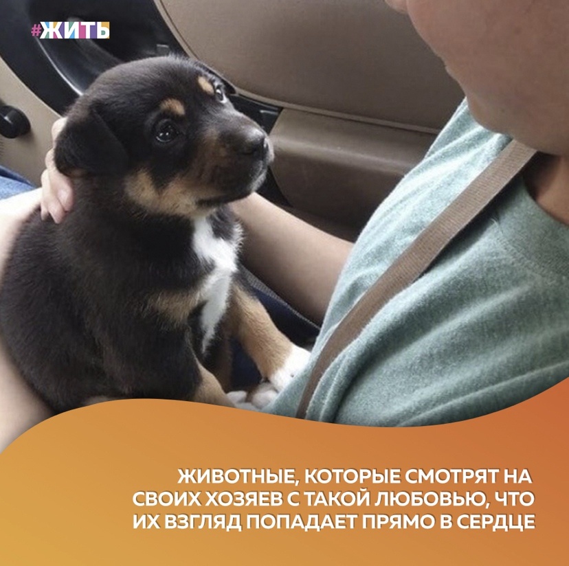 Мы любим своих домашних питомцев, заботимся о них, и они отвечают нам тем же😻 
Очевидно, что они не владеют человеческим языком, поэтому не могут выразить свои нежные чувства словами. Но порой они так смотрят на своих хозяев, словно бы заглядывают в самую душу, и эти взгляды говорят гораздо больше, чем какие-то слова❤

#жить #проектжить
