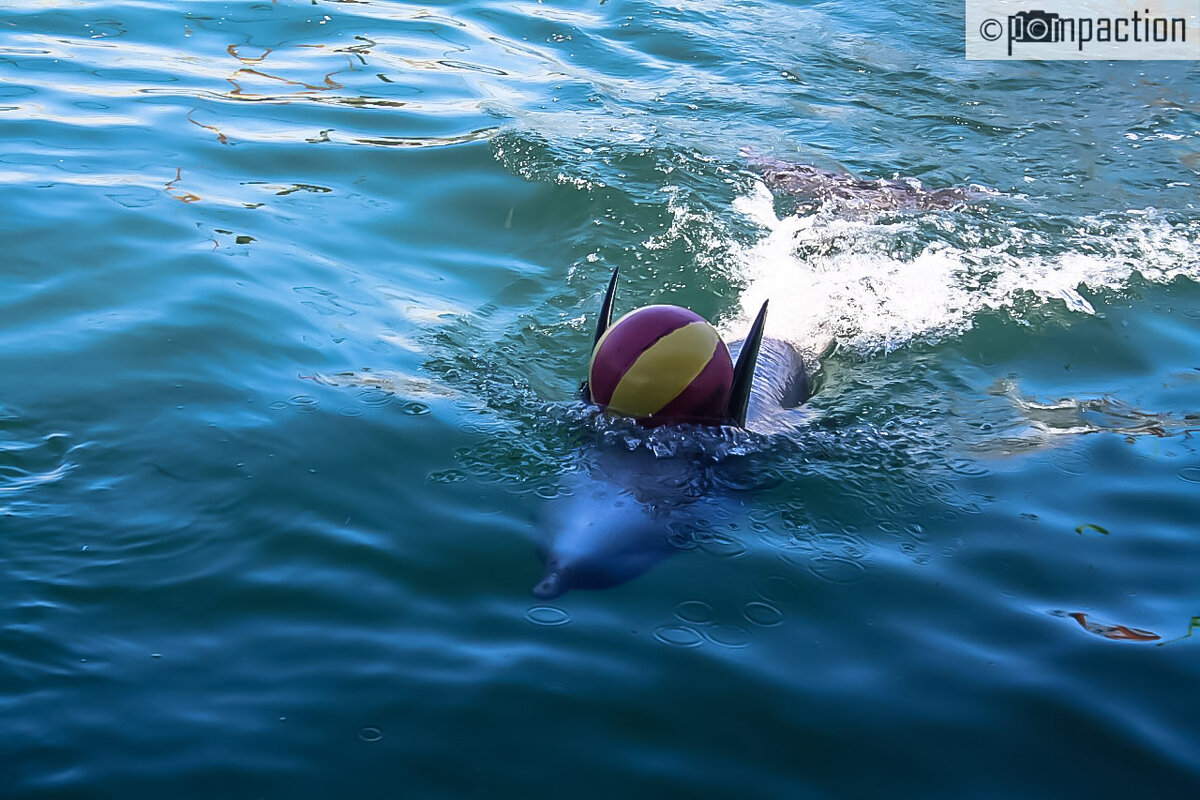 Дельфин с мячом