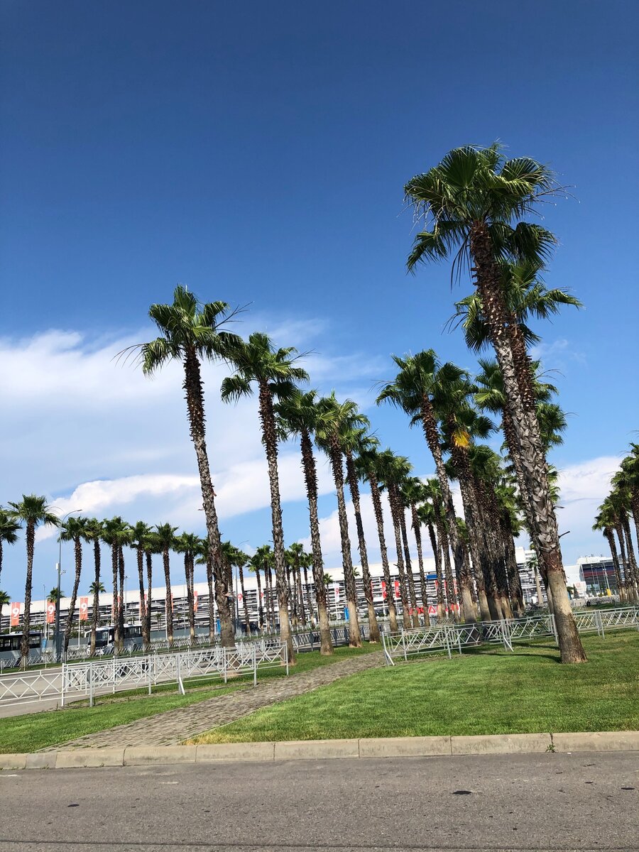 Те самые пальмы у вокзала. Фотограф - я )