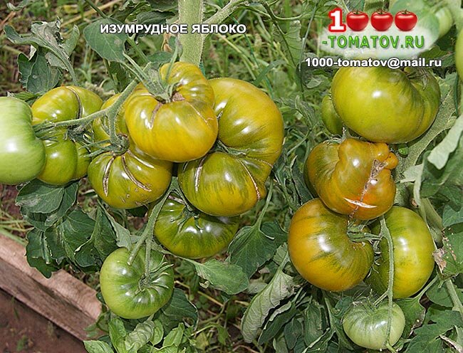 Томат ИЗУМРУДНОЕ ЯБЛОКО фото1