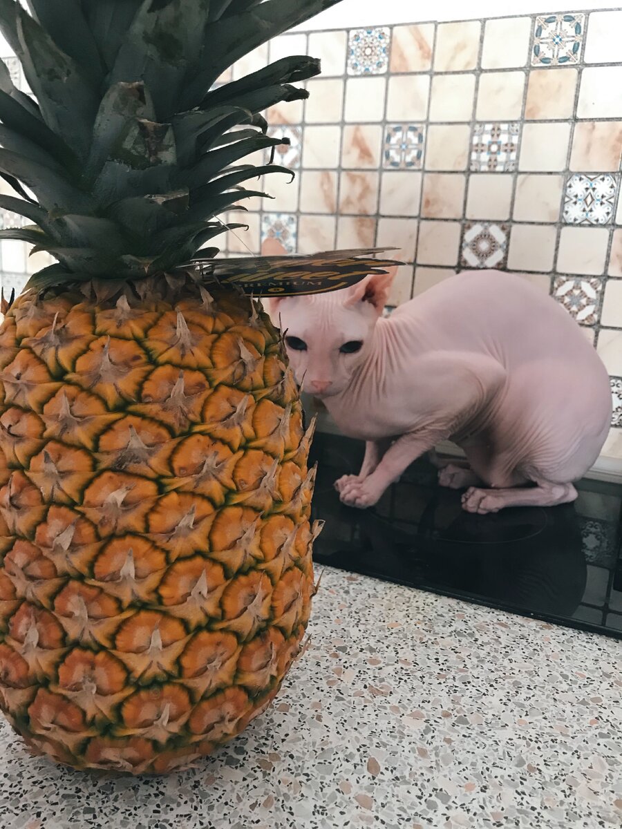 Когда сказала лысому, что он теперь на диете