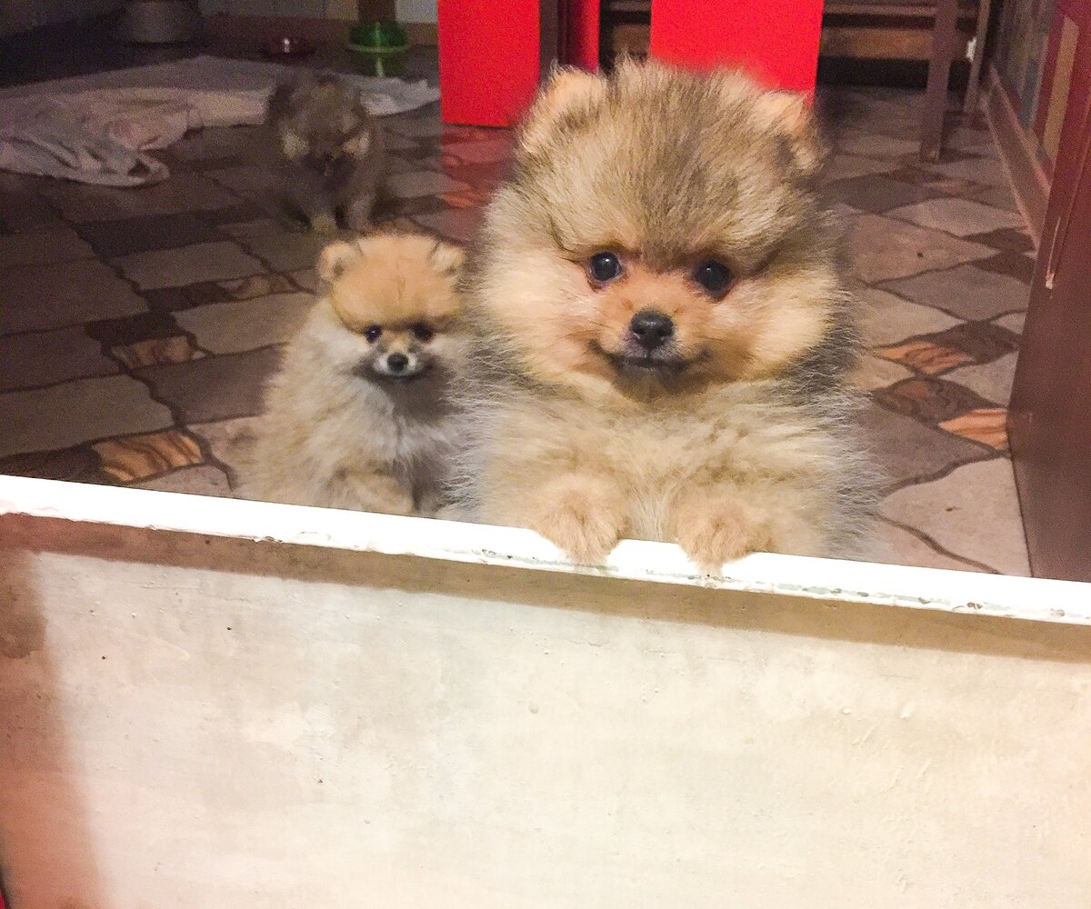 Мы приучаем щенят к пелёнке на кухне, при этом двери не закрываем, а придумали ограждение  из старого экрана от батареи 😉, щенки всё видят, ограждение не грызут, а их мама может перепрыгнуть через этот  экран  и навестить малышей ... 