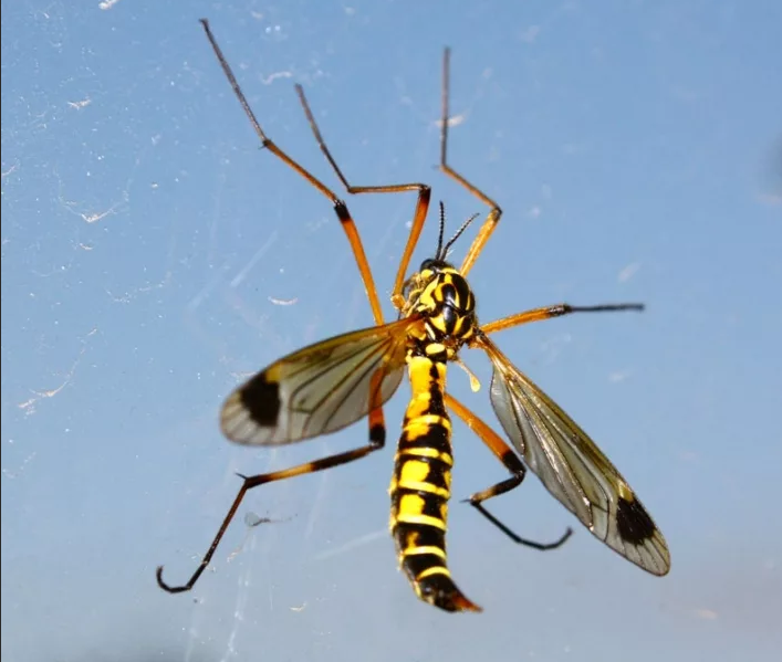 Комар с черно желтыми полосками. Комар на цветке. Желто черный комар. Желтая оса маврикий шершень. Комары в анапе.