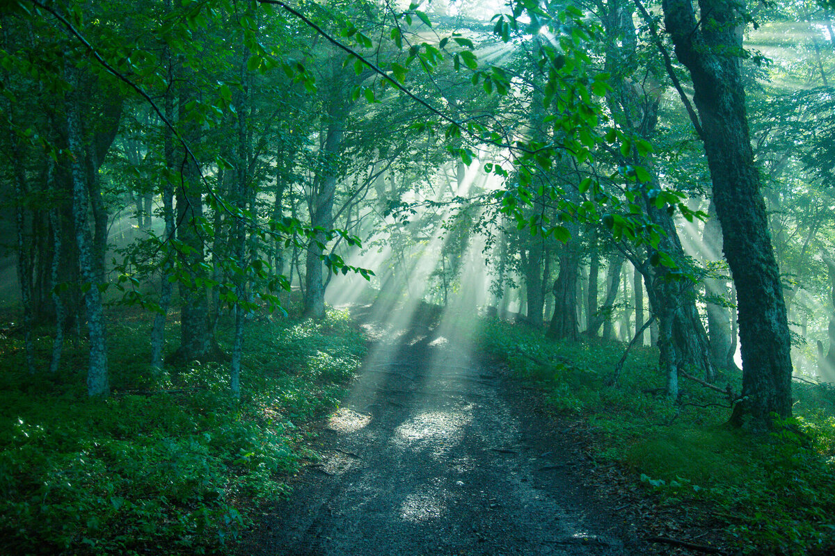 Солнечные лучи сквозь густой туман