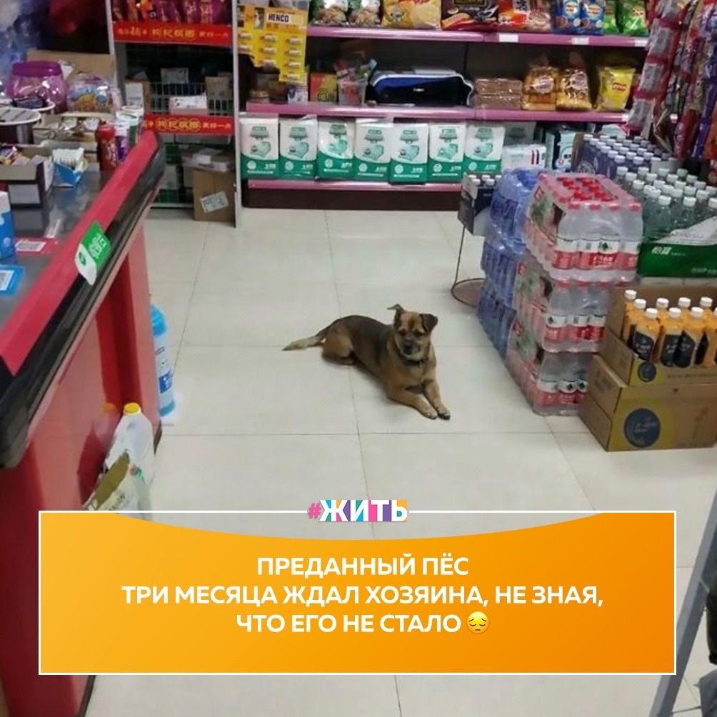В феврале в больницу был доставлен пожилой мужчина, заболевший коронавирусом😔

К сожалению, он скончался 5 дней спустя. Его собака, 7-летняя дворняга все это время ждала хозяина в вестибюле больницы, периодически приходя в соседний магазинчик, где ее подкармливали добрые люди☝️

Вот, пример настоящей преданности и дружбы🙏

Через три месяца начали поступать жалобы на собаку, бродящую по вестибюлю. Его поймали и передали в ассоциацию защиты животных, может, там найдут ему новую семью❤️

#жить #проектжить #добро